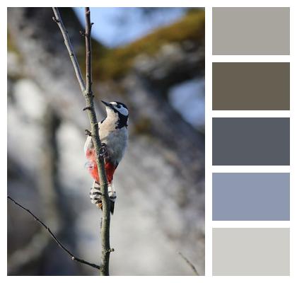 Close Up Ornithology Great Spotted Woodpecker Nature Bird Bird Watching Woodpecker Image
